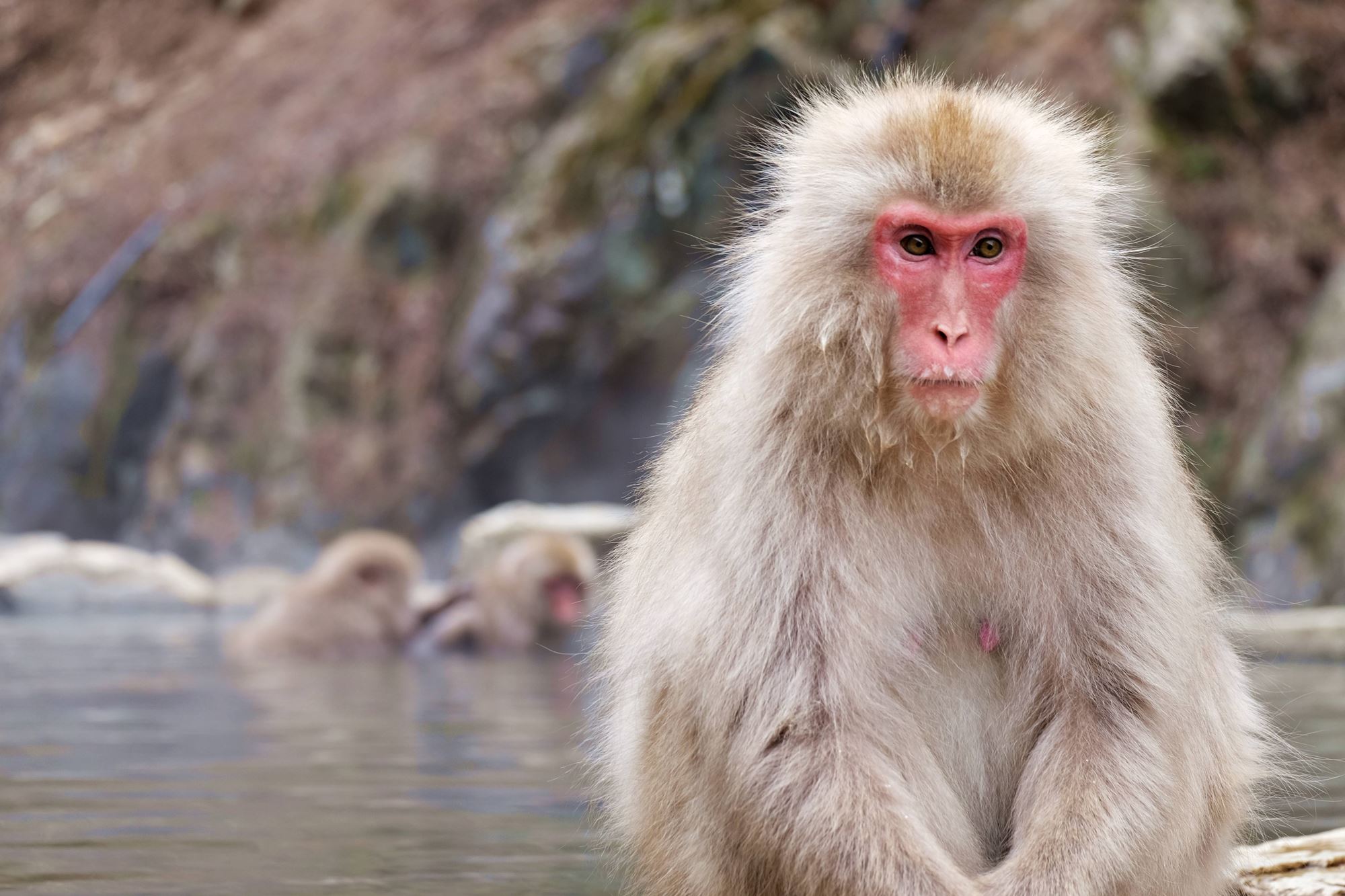 Journey through Japan: The Year of the (Japanese Snow) Monkey
