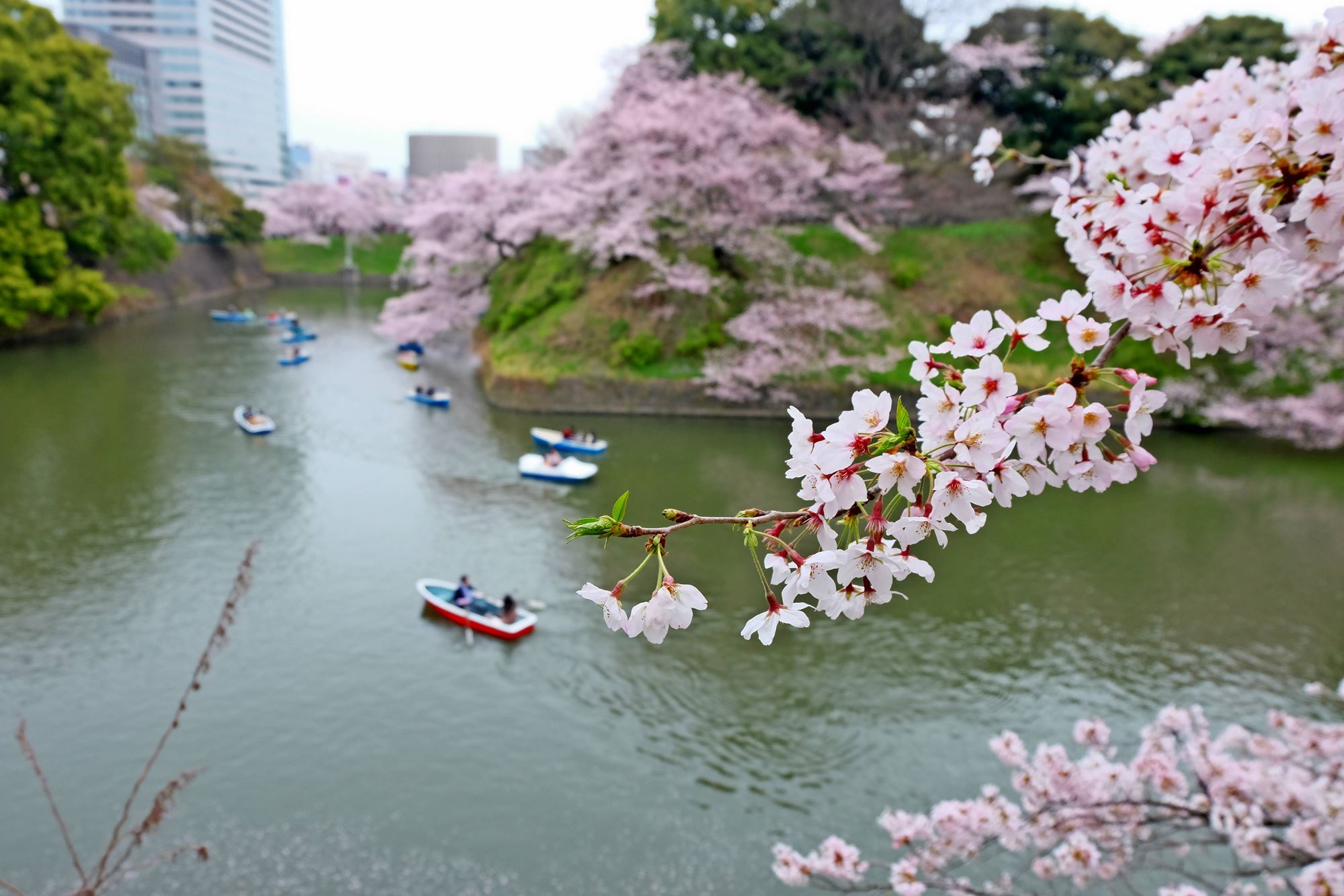 Nature’s annual travelling show, cherry blossoms!