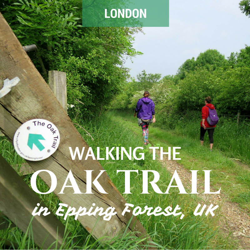 Walking The Oak Trail through Epping Forest, UK