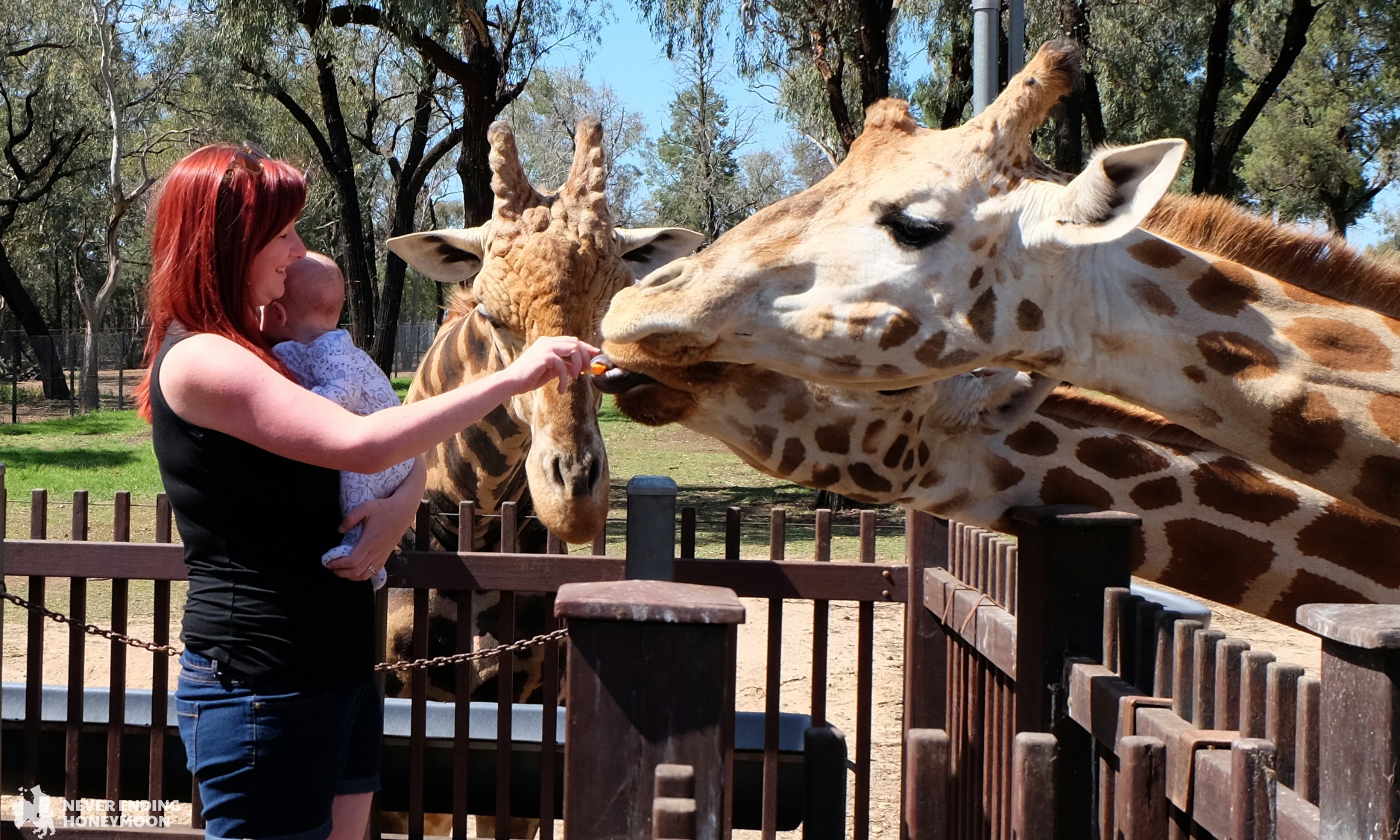 NSW road trip: Taronga Western Plains Zoo Dubbo